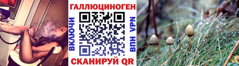 kraken зеркало  Теберда  Псилоцибиновые грибы GOLDEN TEACHER  даркнет телеграм  наркошоп 